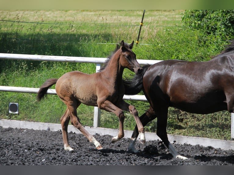 Cheval de sport allemand Étalon Poulain (03/2026) 167 cm Noir in Neckargemünd