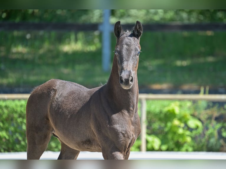 Cheval de sport allemand Étalon  167 cm Noir in Goldbeck
