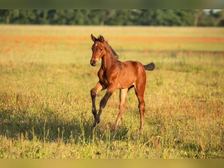 Cheval de sport allemand Étalon Poulain (05/2025) 168 cm Bai in Lutherstadt Wittenberg