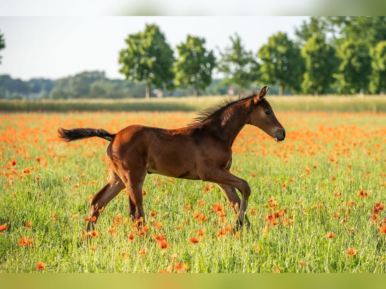 Cheval de sport allemand Étalon Poulain (05/2025) 168 cm Bai in Lutherstadt Wittenberg