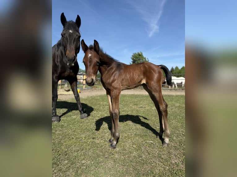 Cheval de sport allemand Étalon Poulain (05/2025) 168 cm Bai in Lutherstadt Wittenberg