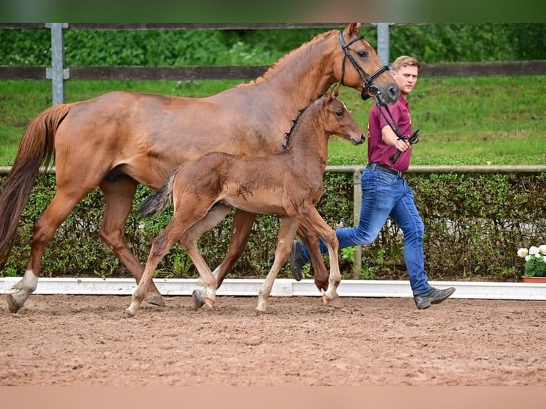 Cheval de sport allemand Étalon  168 cm Bai in Burgstall