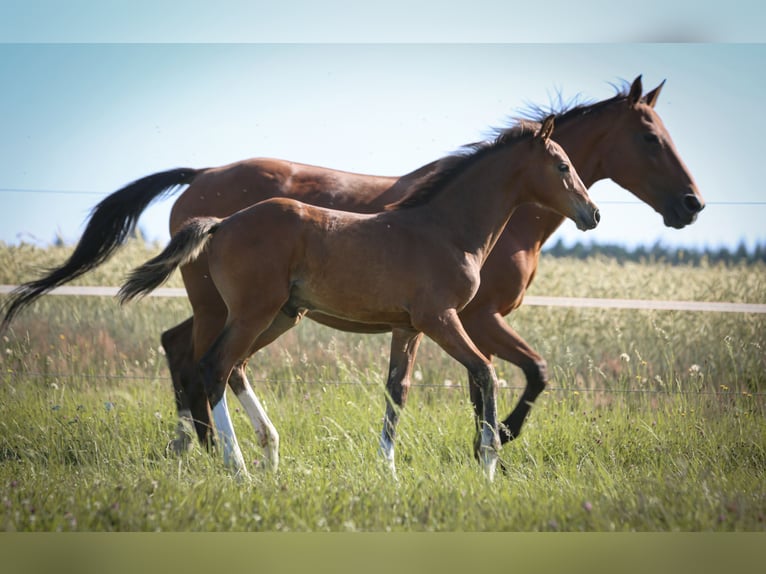 Cheval de sport allemand Étalon Poulain (03/2025) 168 cm Bai in Pleystein
