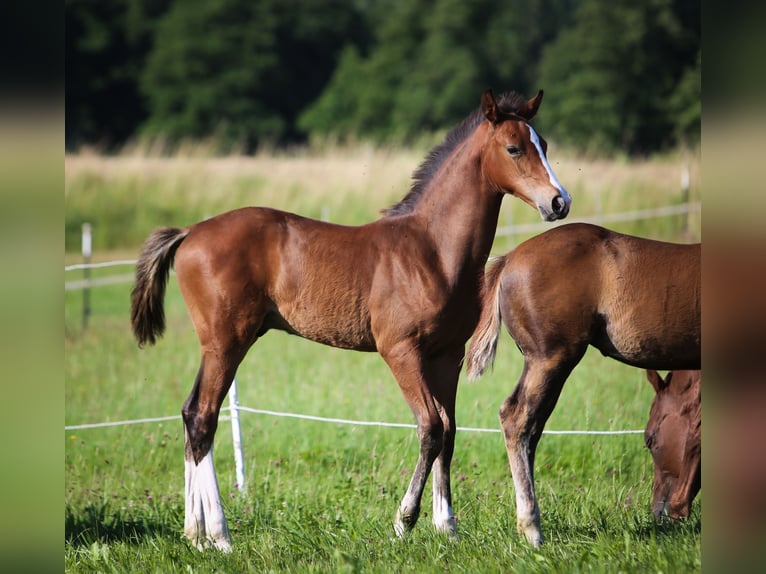 Cheval de sport allemand Étalon Poulain (03/2025) 168 cm Bai in Pleystein