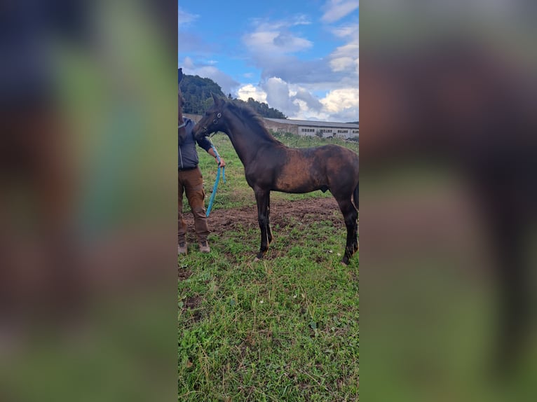 Cheval de sport allemand Étalon Poulain (03/2025) 168 cm in Schimberg