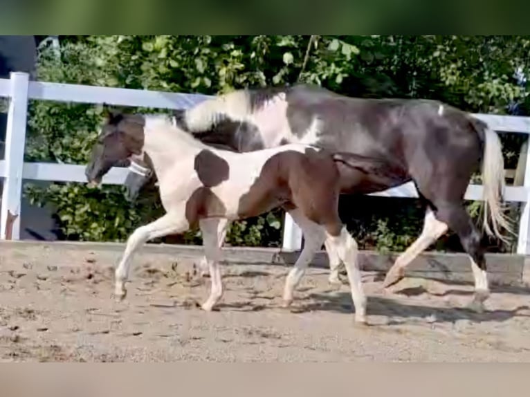 Cheval de sport allemand Étalon Poulain (06/2024) 168 cm Pinto in Kirchdorf