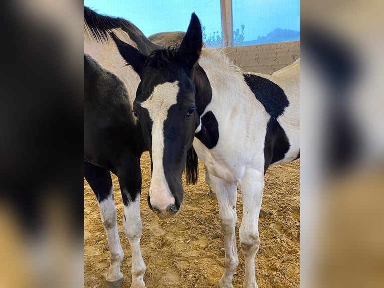 Cheval de sport allemand Étalon Poulain (06/2024) 168 cm Pinto in Kirchdorf