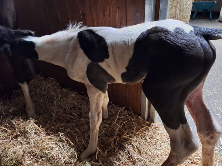 Cheval de sport allemand Étalon Poulain (06/2024) 168 cm Pinto in Kirchdorf