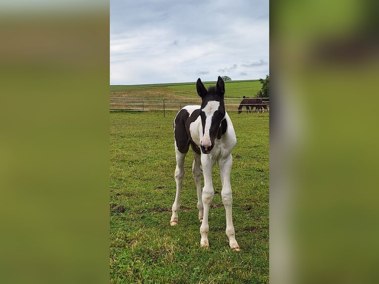 Cheval de sport allemand Étalon Poulain (06/2024) 168 cm Pinto in Kirchdorf