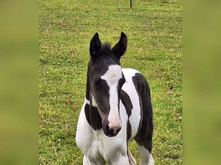 Cheval de sport allemand Étalon Poulain (06/2024) 168 cm Pinto in Kirchdorf