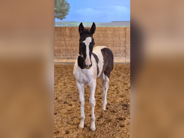 Cheval de sport allemand Étalon Poulain (06/2024) 168 cm Pinto in Kirchdorf