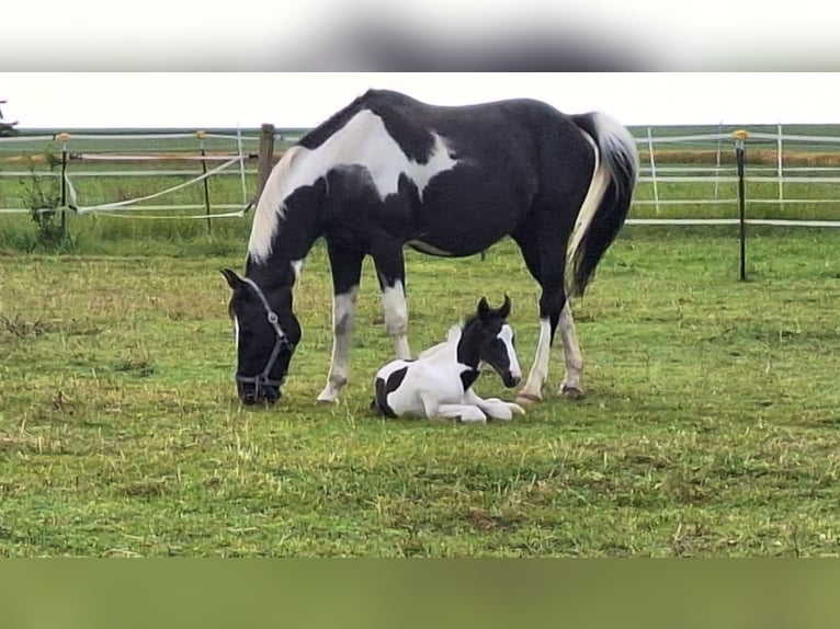 Cheval de sport allemand Étalon Poulain (06/2024) 168 cm Pinto in Kirchdorf