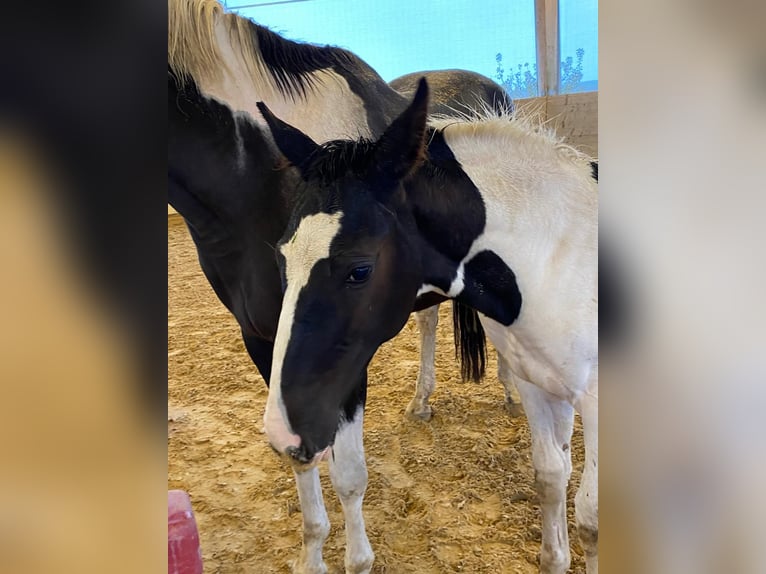 Cheval de sport allemand Étalon Poulain (06/2024) 168 cm Pinto in Kirchdorf