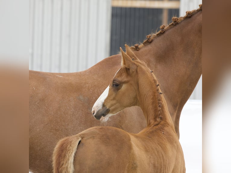 Cheval de sport allemand Étalon Poulain (05/2024) 169 cm Alezan in Belgern