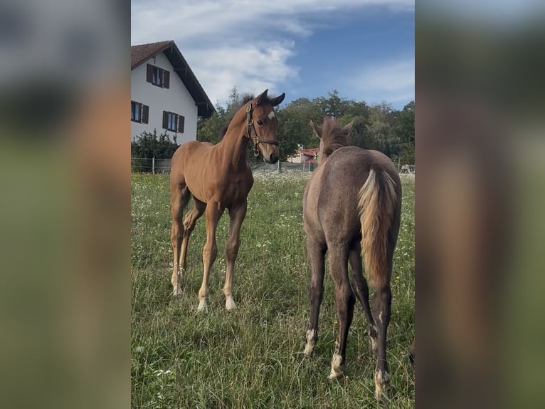 Cheval de sport allemand Étalon Poulain (07/2026) 169 cm Bai in Ebersberg