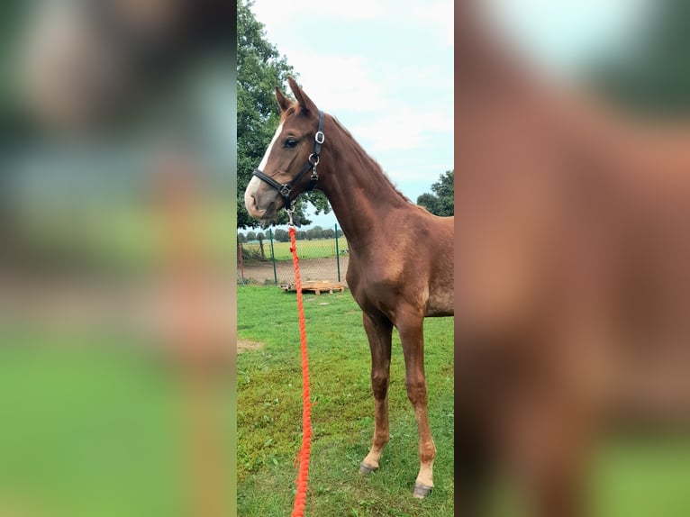 Cheval de sport allemand Étalon Poulain (05/2025) 170 cm Alezan in Pirow