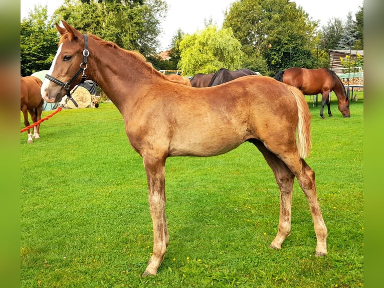 Cheval de sport allemand Étalon Poulain (05/2025) 170 cm Alezan in Pirow