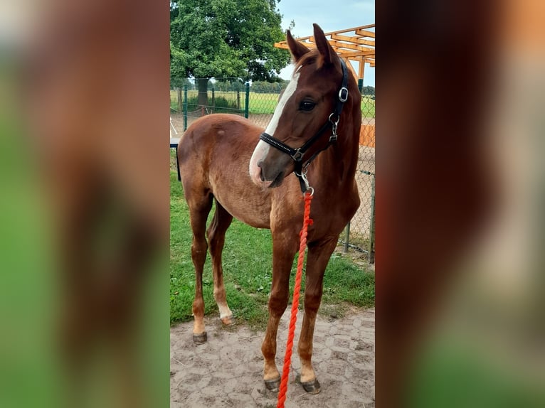Cheval de sport allemand Étalon Poulain (05/2025) 170 cm Alezan in Pirow