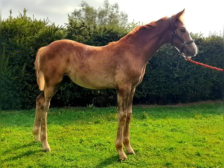 Cheval de sport allemand Étalon Poulain (05/2025) 170 cm Alezan in Pirow