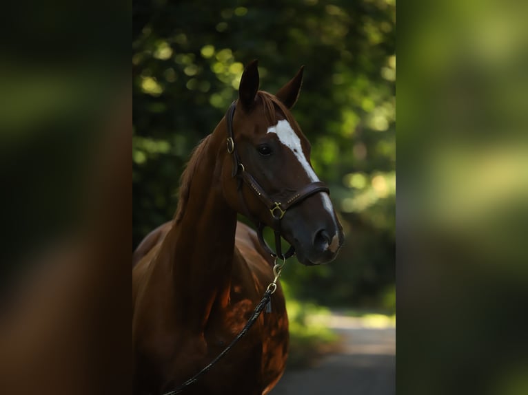 Cheval de sport allemand Étalon Poulain (05/2025) 170 cm Alezan in Pirow