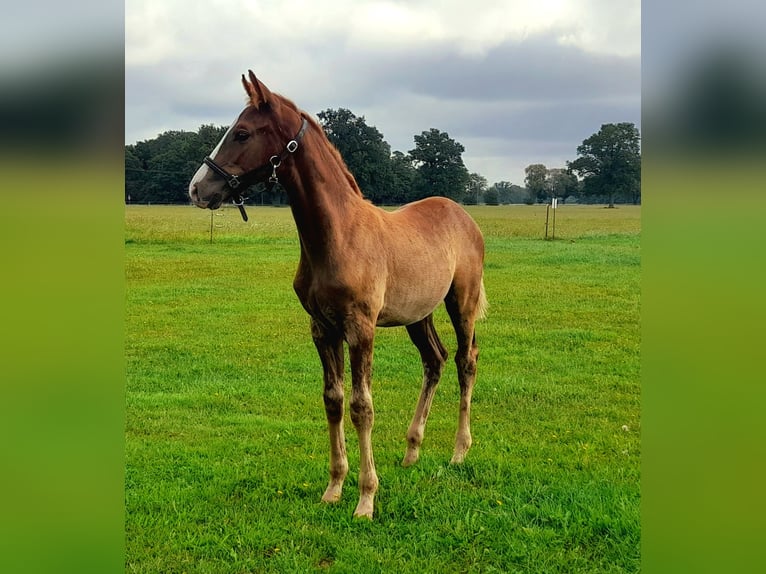 Cheval de sport allemand Étalon Poulain (05/2025) 170 cm Alezan in Pirow