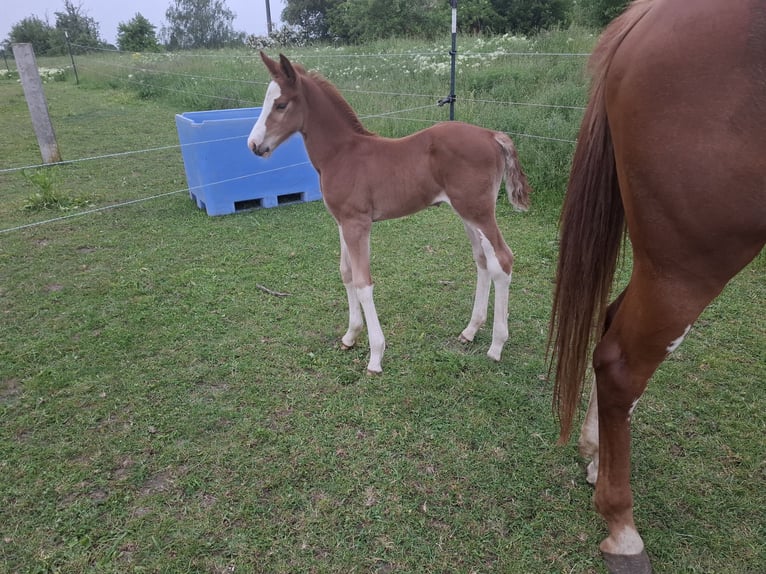 Cheval de sport allemand Étalon Poulain (05/2025) 170 cm Alezan in Zangenberg