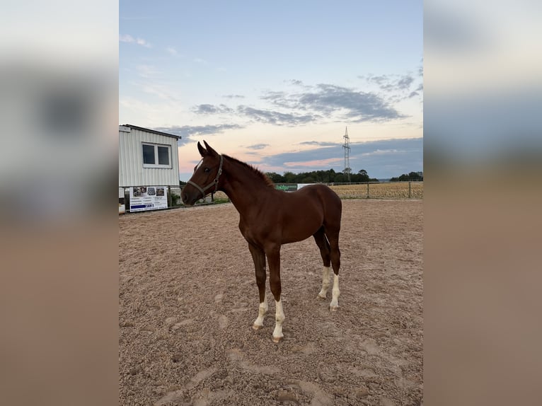 Cheval de sport allemand Étalon  170 cm Alezan in Ellwangen (Jagst)