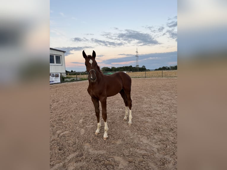 Cheval de sport allemand Étalon  170 cm Alezan in Ellwangen (Jagst)