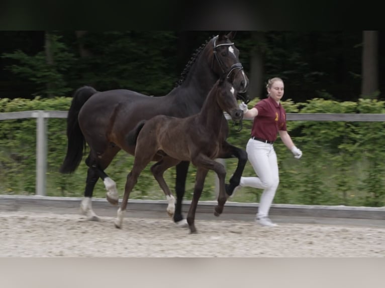 Cheval de sport allemand Étalon Poulain (04/2024) 170 cm Bai brun in Belgern