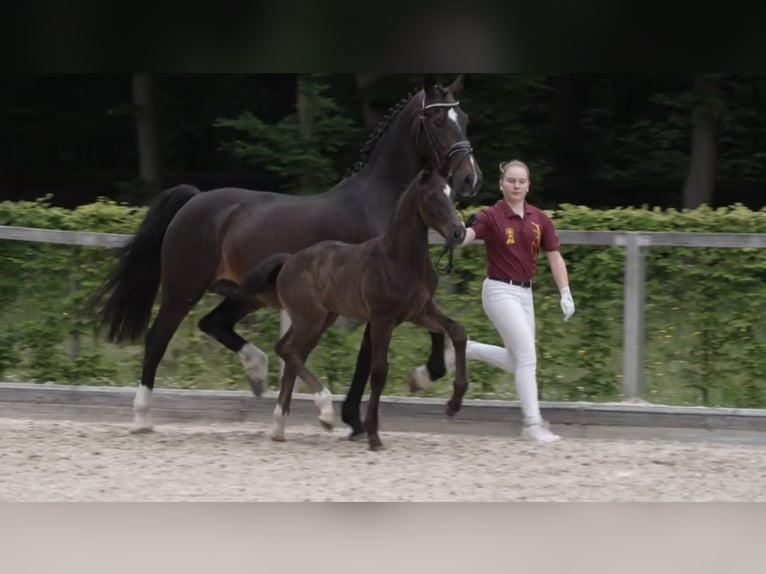 Cheval de sport allemand Étalon Poulain (04/2024) 170 cm Bai brun in Belgern