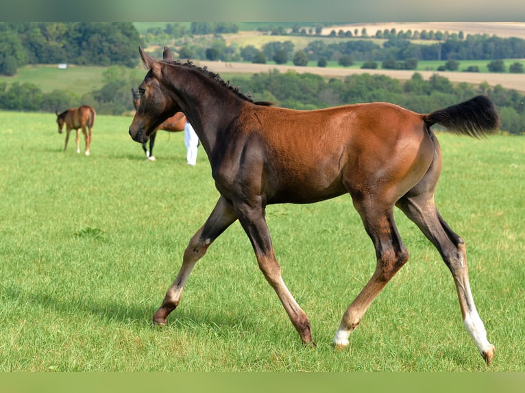 Cheval de sport allemand Étalon Poulain (04/2025) 170 cm Bai brun in Dornburg-Camburg