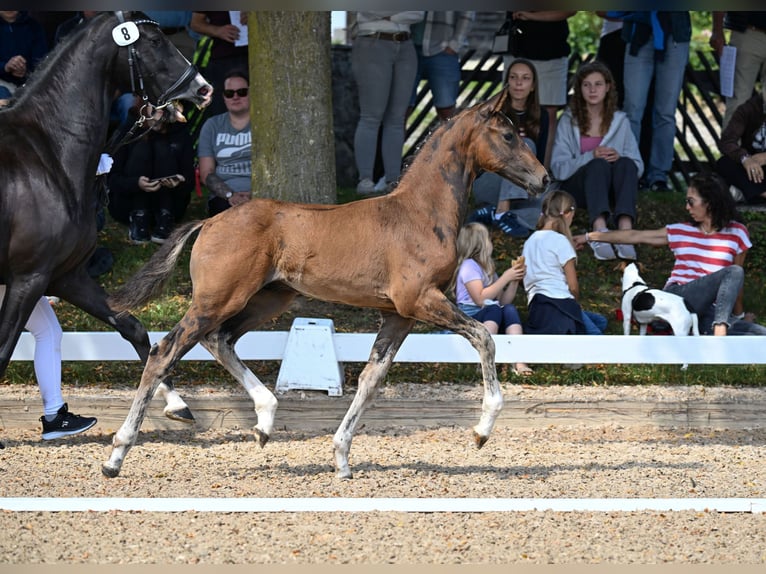 Cheval de sport allemand Étalon Poulain (06/2025) 170 cm Bai brun in Oettingen in Bayern