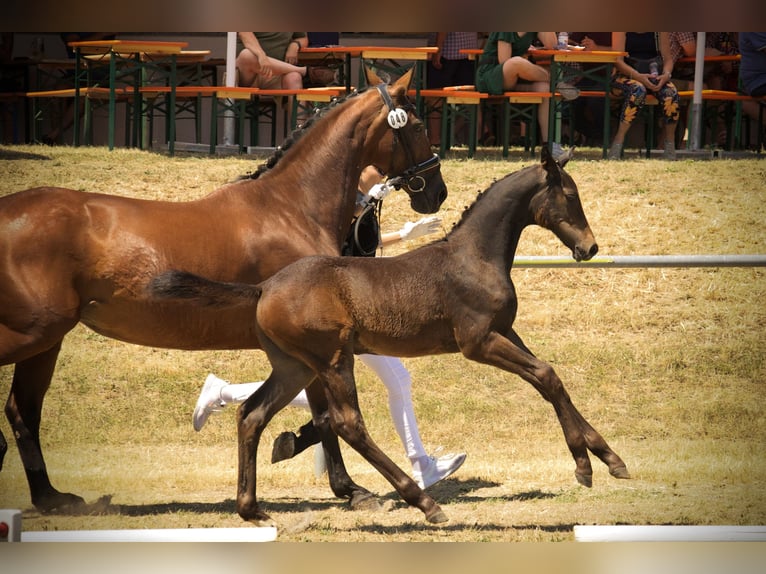 Cheval de sport allemand Étalon Poulain (04/2026) 170 cm Bai brun in Ertingen