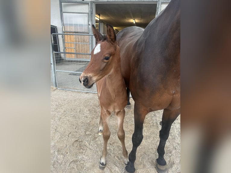 Cheval de sport allemand Étalon  170 cm Bai brun in Osterhofen