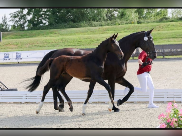 Cheval de sport allemand Étalon Poulain (03/2025) 170 cm Bai brun foncé in Mixdorf