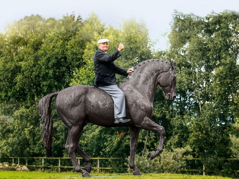 Cheval de sport allemand Étalon Poulain (03/2024) 170 cm Bai in Mahlow