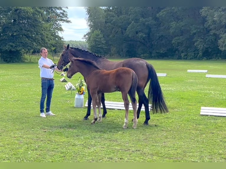 Cheval de sport allemand Étalon Poulain (03/2024) 170 cm Bai in Mahlow