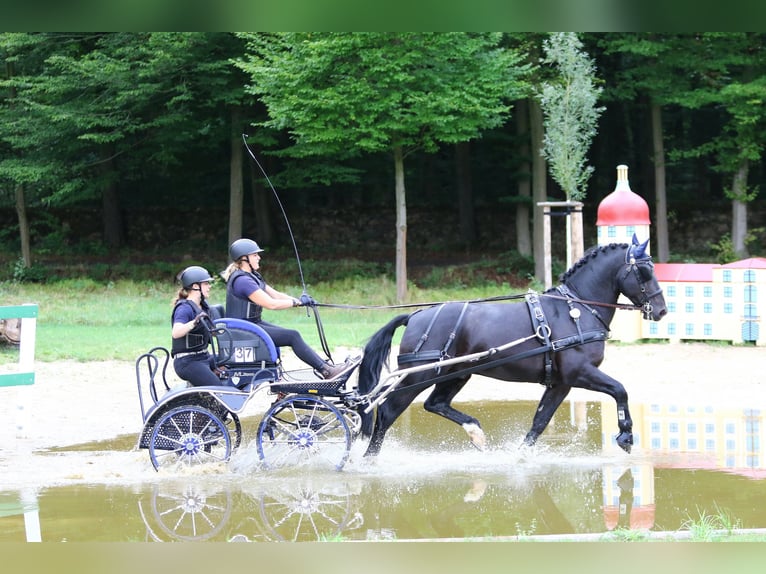 Cheval de sport allemand Étalon Poulain (03/2024) 170 cm Bai in Mahlow