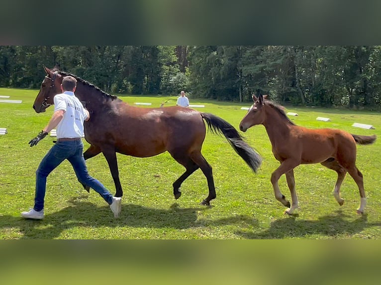 Cheval de sport allemand Étalon Poulain (03/2024) 170 cm Bai in Mahlow