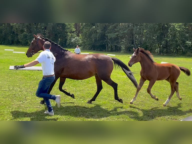 Cheval de sport allemand Étalon Poulain (03/2024) 170 cm Bai in Mahlow