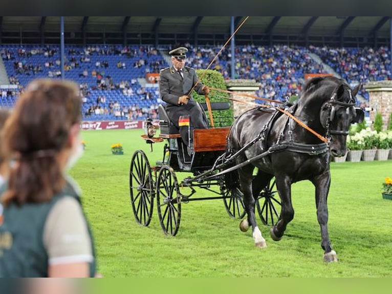 Cheval de sport allemand Étalon Poulain (03/2024) 170 cm Bai in Mahlow