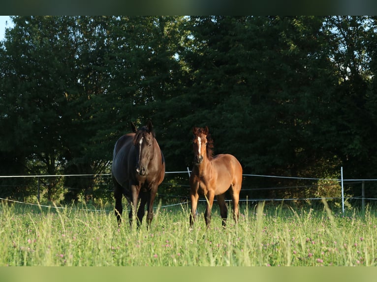 Cheval de sport allemand Étalon Poulain (03/2025) 170 cm Bai in Freiberg