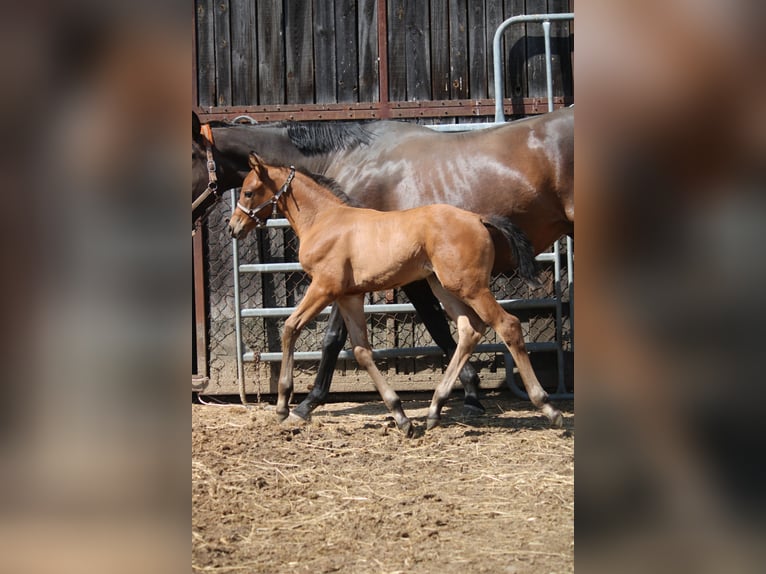 Cheval de sport allemand Étalon Poulain (05/2025) 170 cm Bai in Leest