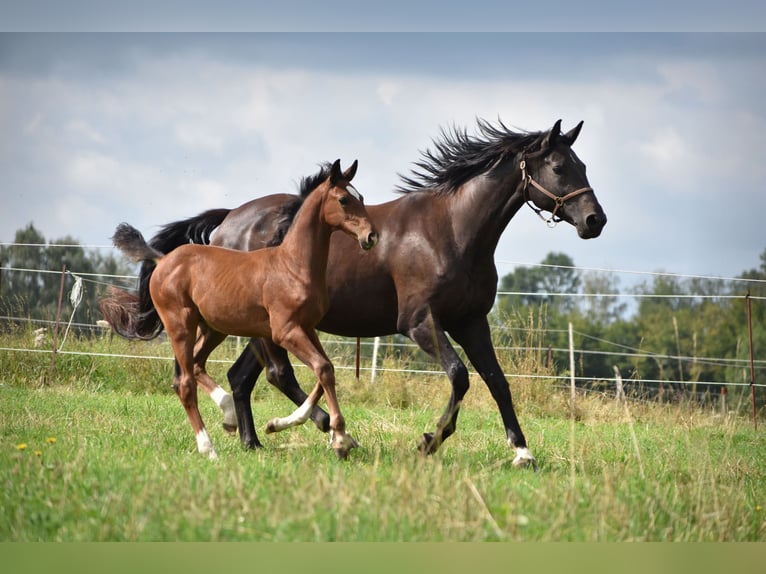 Cheval de sport allemand Étalon Poulain (05/2024) 170 cm Bai in Schönau-Berzdorf