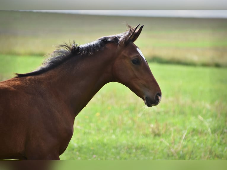 Cheval de sport allemand Étalon Poulain (05/2024) 170 cm Bai in Schönau-Berzdorf