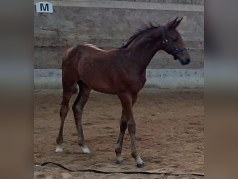Cheval de sport allemand Étalon Poulain (05/2026) 170 cm Bai in Neusäß