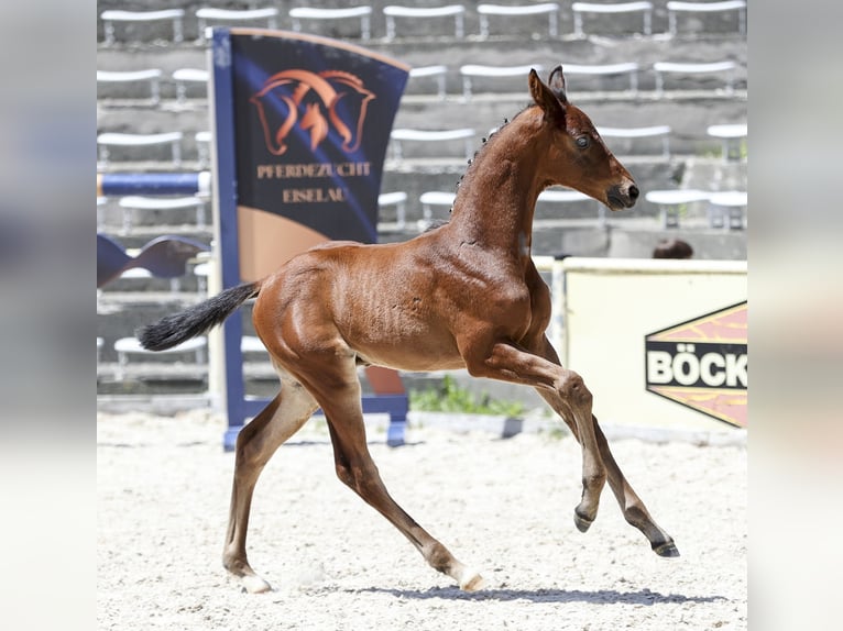 Cheval de sport allemand Étalon Poulain (05/2026) 170 cm Bai in Neusäß