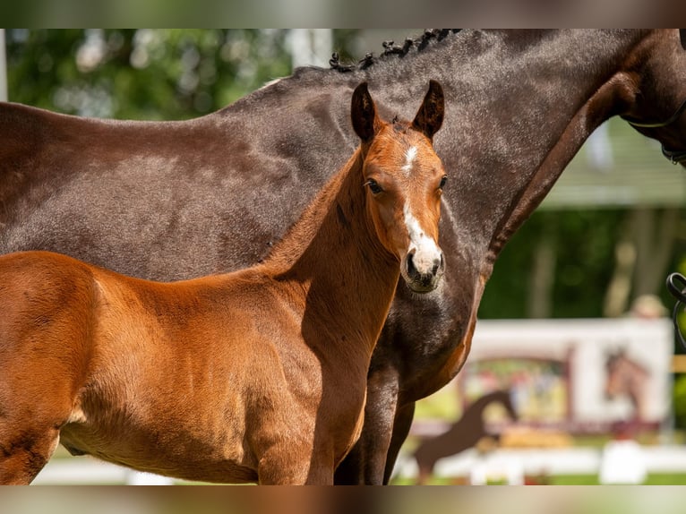 Cheval de sport allemand Étalon Poulain (05/2024) 170 cm Bai in Zahna-Elster