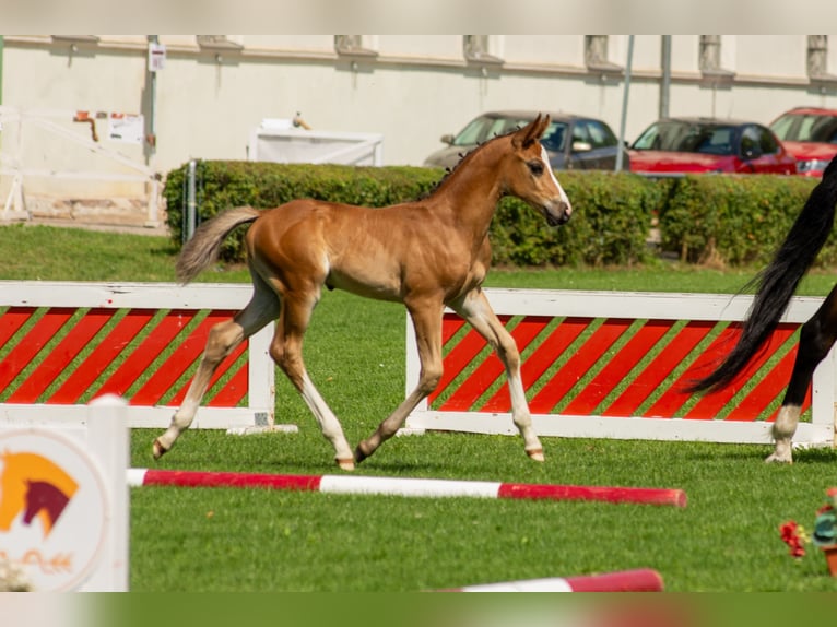 Cheval de sport allemand Étalon Poulain (01/2025) 170 cm Bai in Kremmen