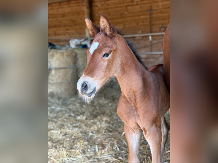Cheval de sport allemand Étalon  170 cm Bai in Querfurt